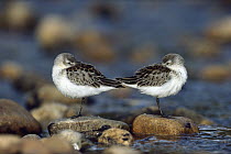 Western Sandpiper (Calidris mauri) pair standing back to back with beaks tucked under wings, North America