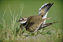 Killdeer (Charadrius vociferus) parent displaying while trying to distract predator from nest, North America