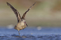 Marbled Godwit (Limosa fedoa) stretching its wings while standing on one leg, North America