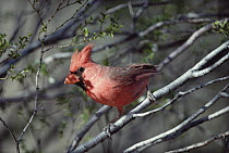 Northern Cardinal (Cardinalis cardinalis) close-up, alert and perching on twig, North America