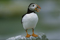 Atlantic Puffin (Fratercula arctica) standing on rock vocalizing, with tongue sticking out, New Brunswick, Canada