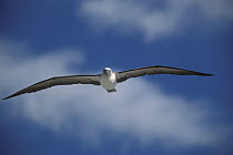 Blue-footed Booby (Sula nebouxii) flying, Isla Isabela, Nayarit, Mexico