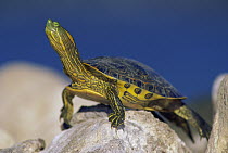 Yellow-bellied Slider (Trachemys scripta scripta) turtle, North America