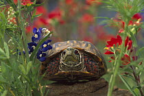 Western Box Turtle (Terrapene ornata) among Lupine (Lupinus sp) and Paintbrush (Castilleja sp), North America