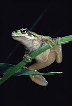 Pacific Tree Frog (Hyla regilla) clinging to stem, North America