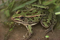 Northern Leopard Frog (Rana pipiens) sitting in shallow pool, wide-ranging and abundant species, North America