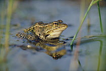 Northern Leopard Frog (Rana pipiens) portrait in pond, North America