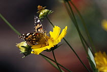 American Painted Lady (Cynthia virginiensis) butterfly feeding on Tickseed (Coreopsis sp) flower, New Mexico