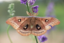 Polyphemus Moth (Antheraea polyphemus) on Delphinium, New Mexico