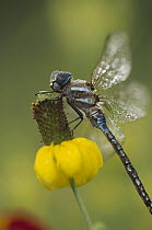 Southern Hawker Dragonfly (Aeshna cyanea) on Prairie Coneflower (Ratibida pinnata), New Mexico