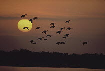 Canada Goose (Branta canadensis) flock flying at sunset, North America
