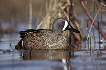 Blue-winged Teal (Anas discors) on water, North America