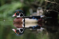 Wood Duck (Aix sponsa) male on water, British Columbia, Canada