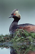 Eared Grebe (Podiceps nigricollis) parent in breeding plumage incubating eggs on floating nest, North America