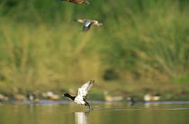 Lesser Scaup (Aythya affinis) male landing on lake, North America