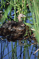 Pied-billed Grebe (Podilymbus podiceps) parent on floating nest with chicks, New Mexico