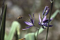 Bee Fly (Anthrax analis) hovering over wild Hyacinth (Camassia scilloides), British Columbia, Canada