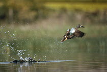 Blue-winged Teal (Anas discors) male taking off from lake, North America