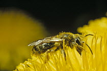 Dandelion (Taraxacum officinale) with bee covered with pollen, Pennsylvania