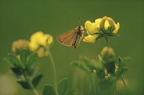 Least Skipper (Ancyloxypha numitor) butterfly on Common Birdsfoot Trefoil (Lotus corniculatus), Ithaca, New York
