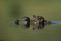 Pied-billed Grebe (Podilymbus podiceps) parent with two chicks on its back and one learning to swim, New Mexico