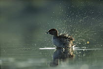 Pied-billed Grebe (Podilymbus podiceps) shaking water from its wings while bathing, New Mexico