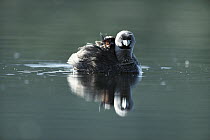 Pied-billed Grebe (Podilymbus podiceps) parent carrying chick on its back, New Mexico