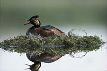 Eared Grebe (Podiceps nigricollis) in breeding plumage calling while incubating eggs on floating nest, North America