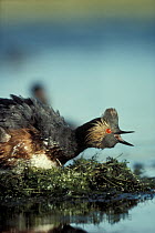 Eared Grebe (Podiceps nigricollis) parent in breeding plumage calling while incubating eggs on floating nest, North America