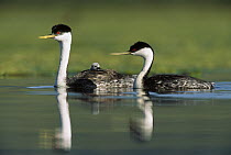 Western Grebe (Aechmophorus occidentalis) couple with one parent carrying chick on its back, New Mexico
