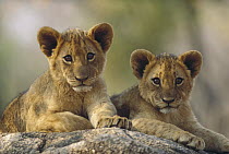 African Lion (Panthera leo) cubs, Hwange National Park, Zimbabwe