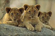 African Lion (Panthera leo) three cubs resting on a rock, Hwange National Park, Zimbabwe
