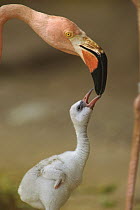 Greater Flamingo (Phoenicopterus ruber) mother and begging chick, Caribbean