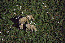 African Elephant (Loxodonta africana) parents and two calves with Cattle Egret (Bubulcus ibis) flock, Kenya