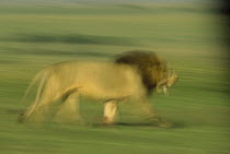 African Lion (Panthera leo) male running, Kenya