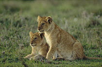 African Lion (Panthera leo) two cubs resting on green grass, Zimbabwe