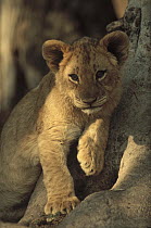 African Lion (Panthera leo) cub resting in the crook of a tree, Zimbabwe