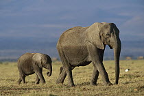 African Elephant (Loxodonta africana) mother leading calf, Kenya