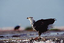 African Fish Eagle (Haliaeetus vocifer), Kenya