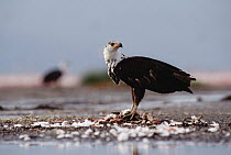 African Fish Eagle (Haliaeetus vocifer), Kenya