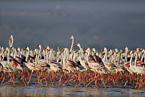 Greater Flamingo (Phoenicopterus ruber) and Lesser Flamingo (Phoenicopterus minor) flock parading in a mass courtship dance, Lake Nakuru, Kenya