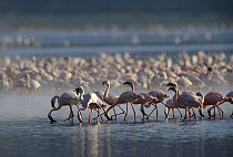 Lesser Flamingo (Phoenicopterus minor) group feeding enmass in the shallow waters of Lake Bogoria, Kenya