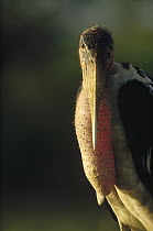 Marabou Stork (Leptoptilos crumeniferus) portrait, Kenya