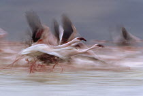 Lesser Flamingo (Phoenicopterus minor) flock taking flight from the surface of a lake, Kenya