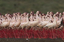 Lesser Flamingo (Phoenicopterus minor) in a mass courtship display, Kenya