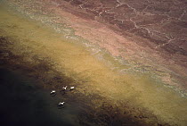 Lesser Flamingo (Phoenicopterus minor) flock of four flying over soda flats at the edge of Lake Magadi, Kenya