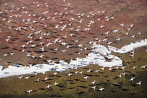 Lesser Flamingo (Phoenicopterus minor) group flock flying over soda flats at the edge of Lake Magadi, Kenya