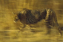 Cheetah (Acinonyx jubatus) running through dry grass, Zimbabwe