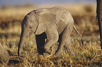 African Elephant (Loxodonta africana) baby, Kenya