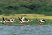 Lesser Flamingo (Phoenicopterus minor) flock taking flight from the surface of a lake, Kenya